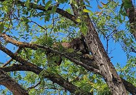 Operativo en torno al lince.