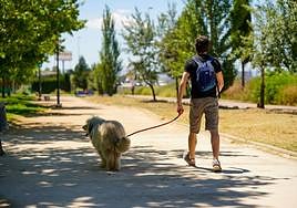 La nueva Ley de Bienestar Animal vigila estas mascotas.