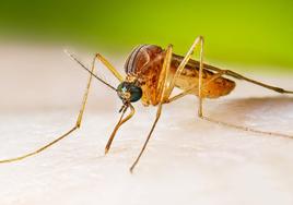 Insecto relacionado con el virus del Nilo Occidental.