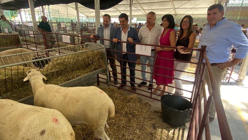 Una muestra de las ovejas que se pueden ver en Expohuelma; Paco Reyes observa el ganado en su visita a la feria.