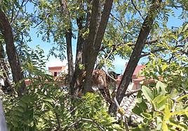 Sotillo, en el árbol donde fue rescatado.