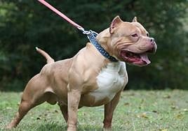 Ataque de pitbull a dos ponis en Granada.