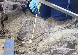 Técnicos junto a los huevos de la tortuga boba.