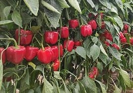 Más de 9.000 agricultores ya han recibido el pago de las ayudas a los seguros agrarios de la Junta