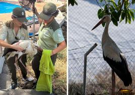 'Filo', la cigüeña rescatada en Motril.