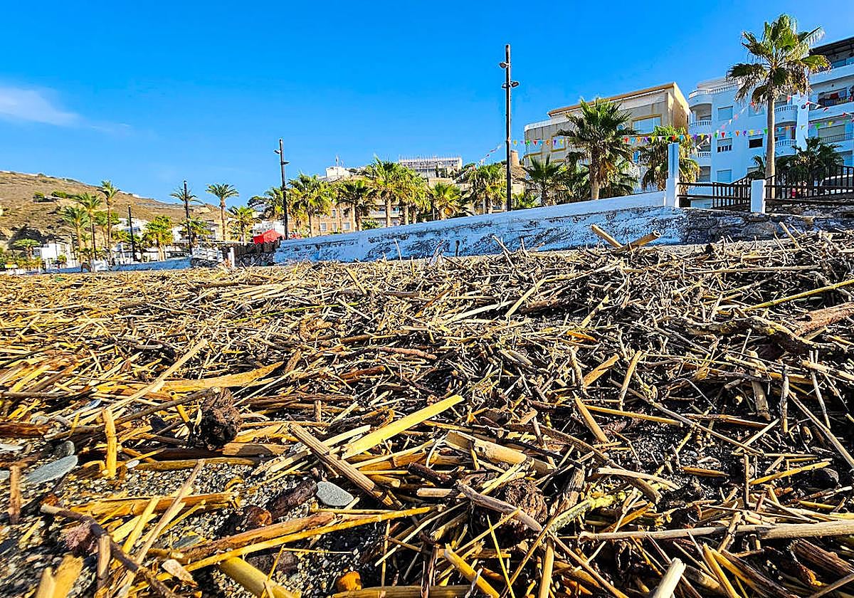 Cañaveras en la playa de La Rábita.