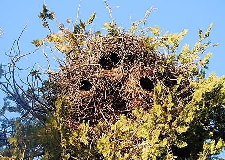 Imagen secundaria 1 - Crecen sin control las cotorras invasoras en Granada: «Hay que actuar ya»