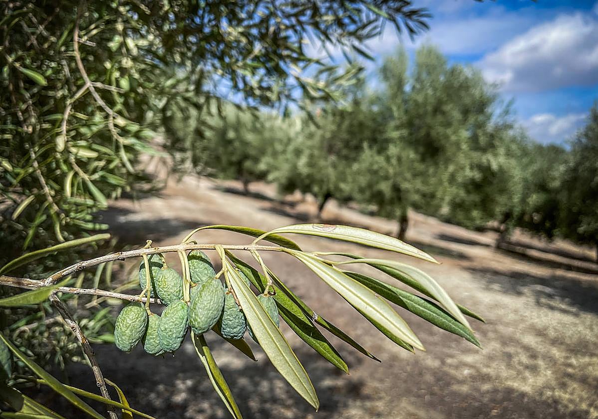 Aceituna arrugada en Iznalloz