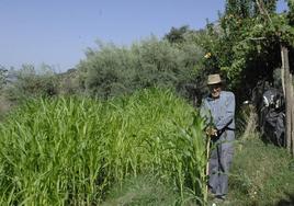El agricultor en activo más longevo de Granada se encuentra en La Alpujarra