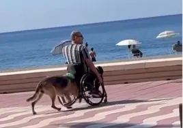 La perrita viral de Almería que ayuda a su dueño a moverse en silla de ruedas
