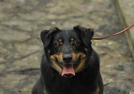 La Ley de Bienestar Animal entrará en vigor a medias: ni seguro para perros, ni cursillos.