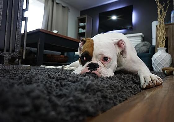 Este es el tiempo máximo que podrás dejar solo a tu perro con la Ley de Bienestar Animal.