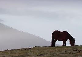 Imagen de archivo de un equino.