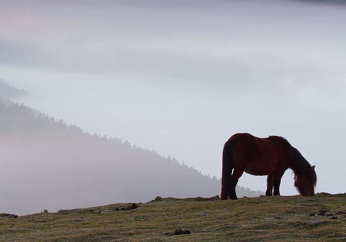 Imagen de archivo de un equino.