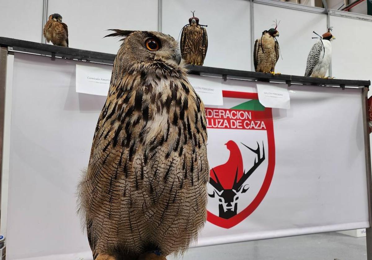 Ibercaza de los animales, por una actividad cinegética más sostenible