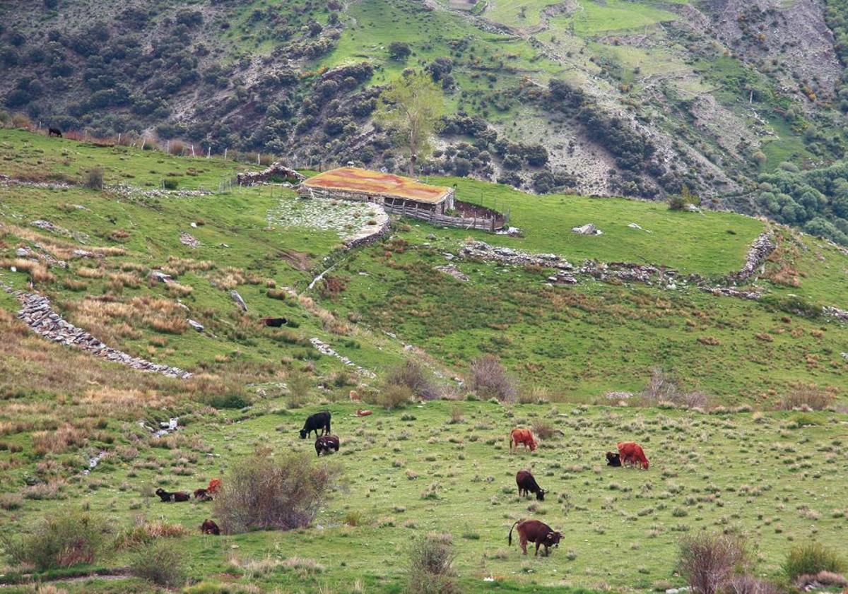 Imagen principal - La ruta para conocer los lugares más espectaculares de Sierra Nevada