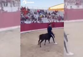 Pacma denuncia «trato vejatorio» a una vaquilla en las fiestas de Villarrodrigo