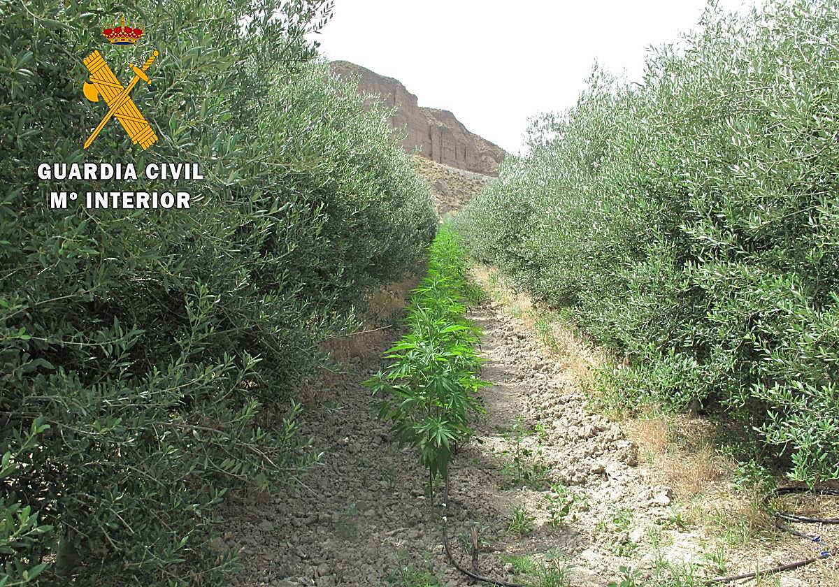 Marihuana intervenida en Las Gabias.