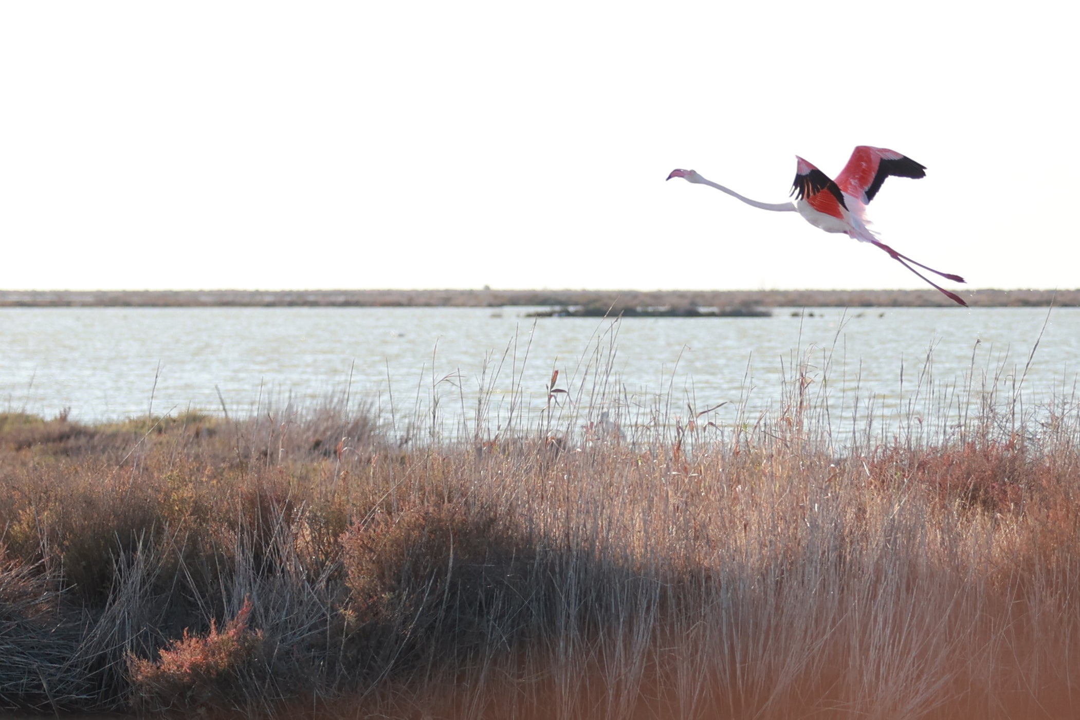 Un ave levanta vuelo en uno de los humedales del espacio protegido de Doñana.