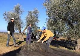 El PP calcula que más de 4.000 jienenses dejarán de cobrar las ayudas de la PAC