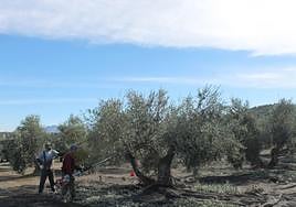 Jornaleros vareando un olivo en una imagen de archivo.