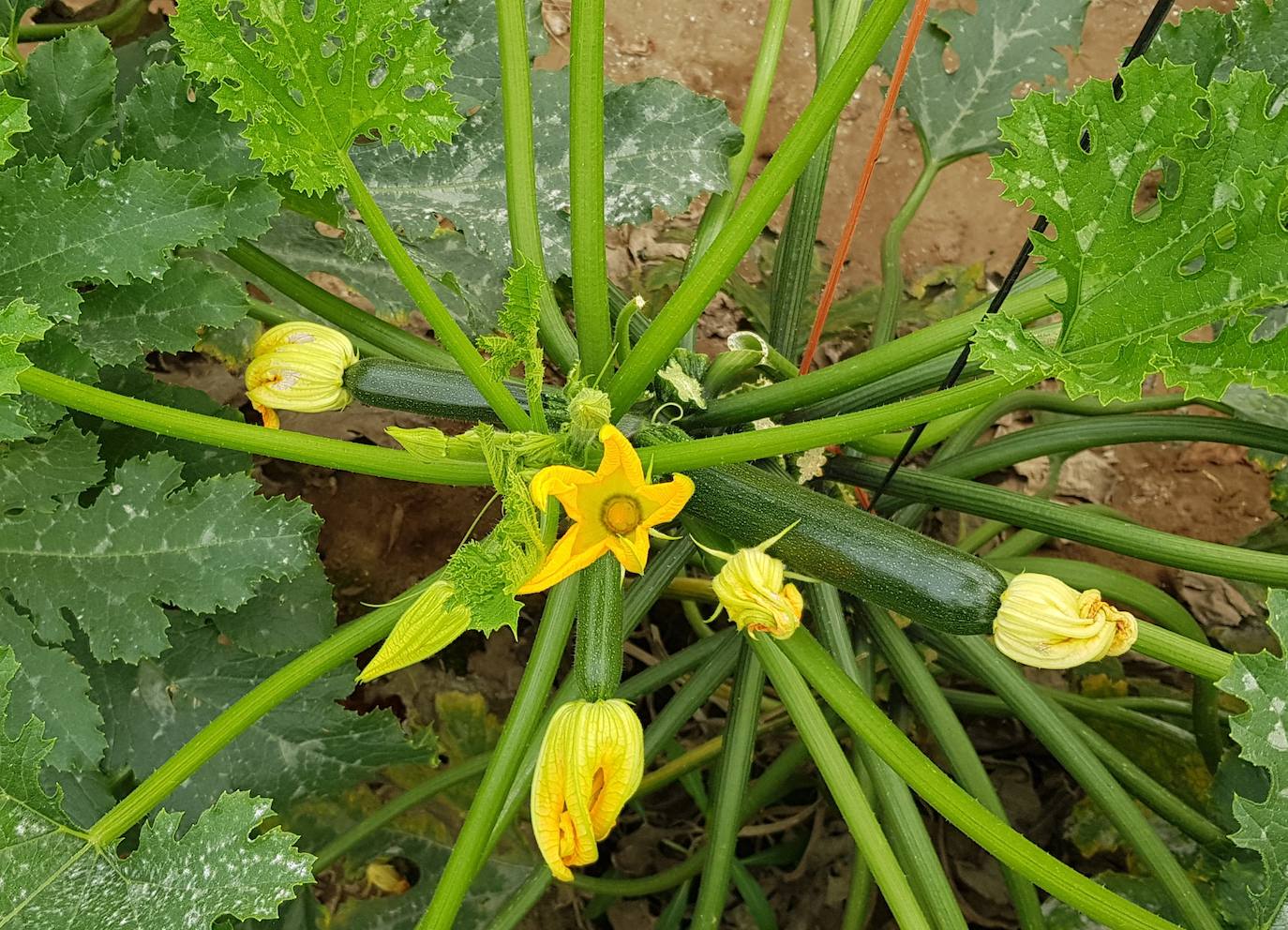 Planta de calabacín.