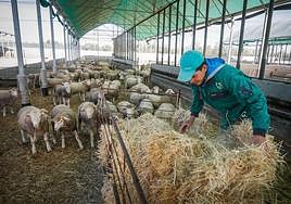 Corderos en un cebadero granadino.