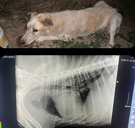 «Tenía más de 50 perdigones que le destrozaron la médula espinal»