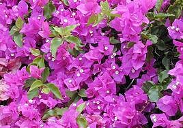 La buganvilla y el viento