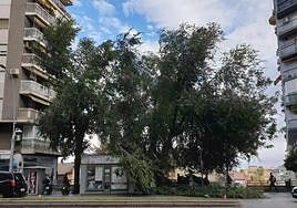 Rama de árbol caído en la avenida de Andalucía.