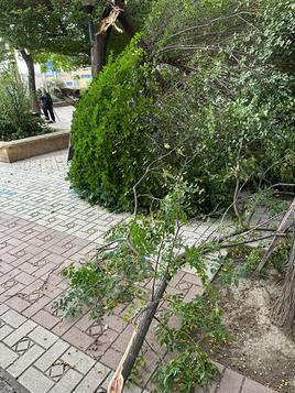 El viento ha arrancado de cuajo parte de un árbol en la Ribera del Beiro esquina con la calle San Fernando.