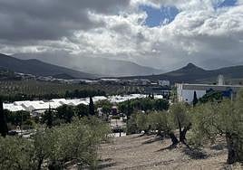 Vista de un olivar a las afueras de la capital.