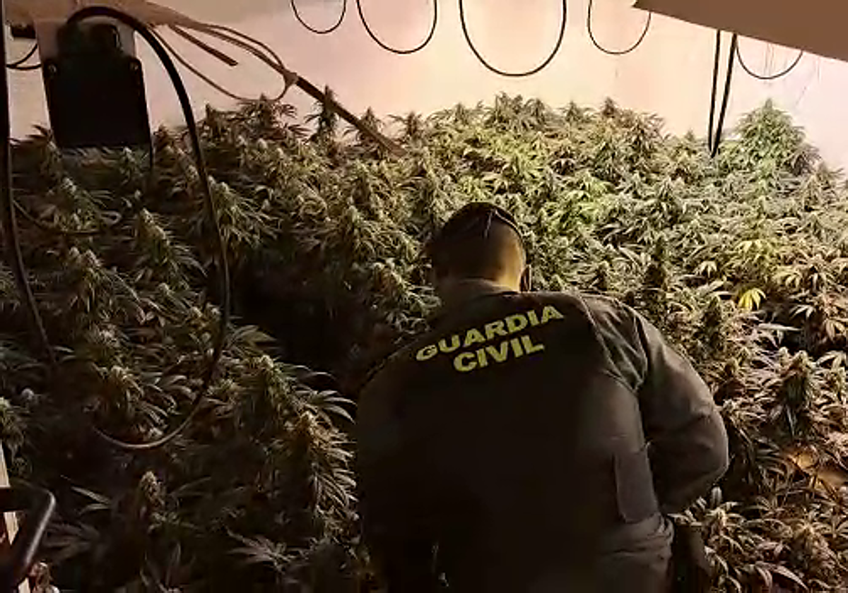 Una de las plantaciones desmanteladas en la operación en Granada