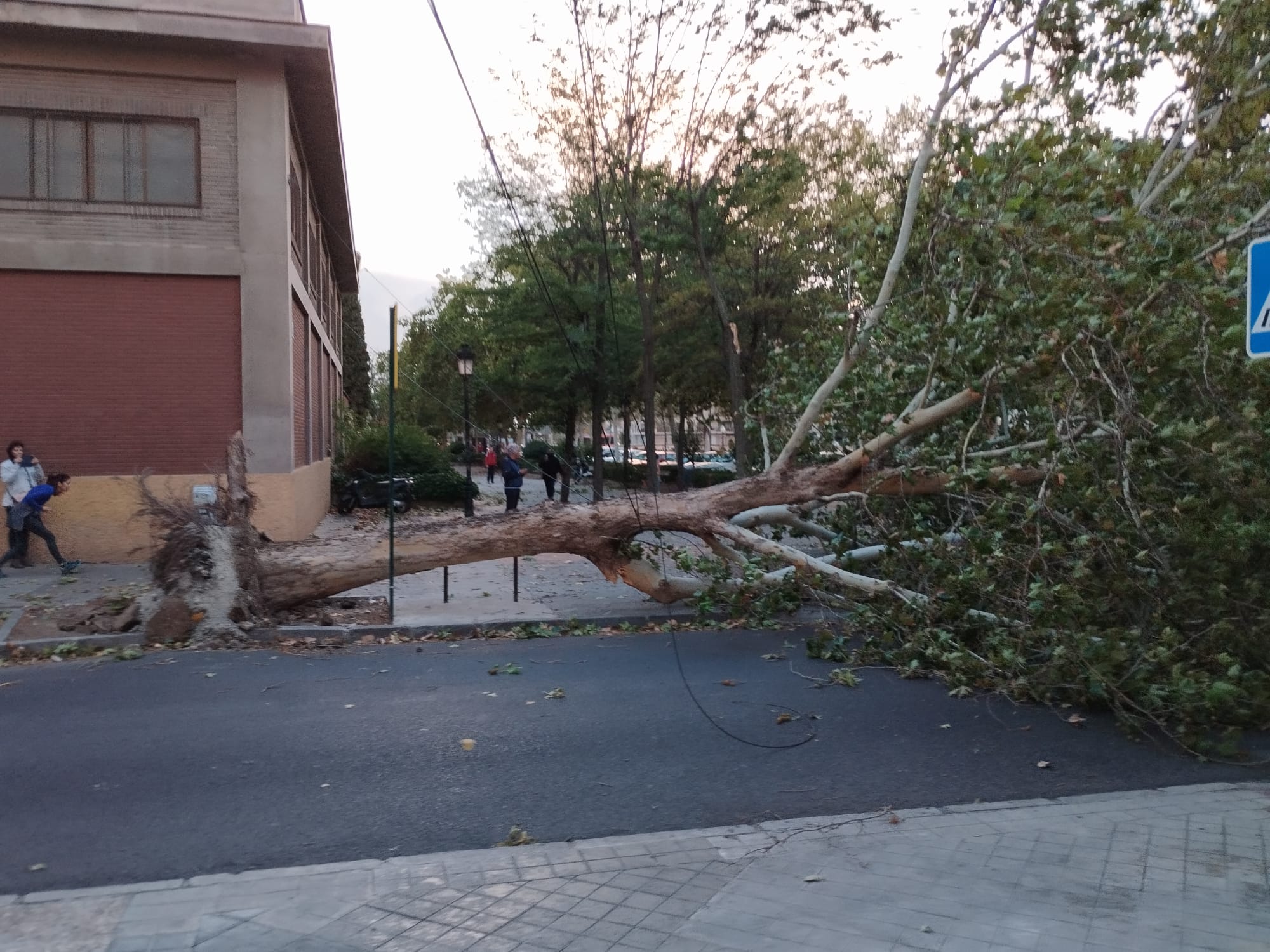 Imagen principal - Árboles caídos en el callejón del Pretorio y en Ogíjares