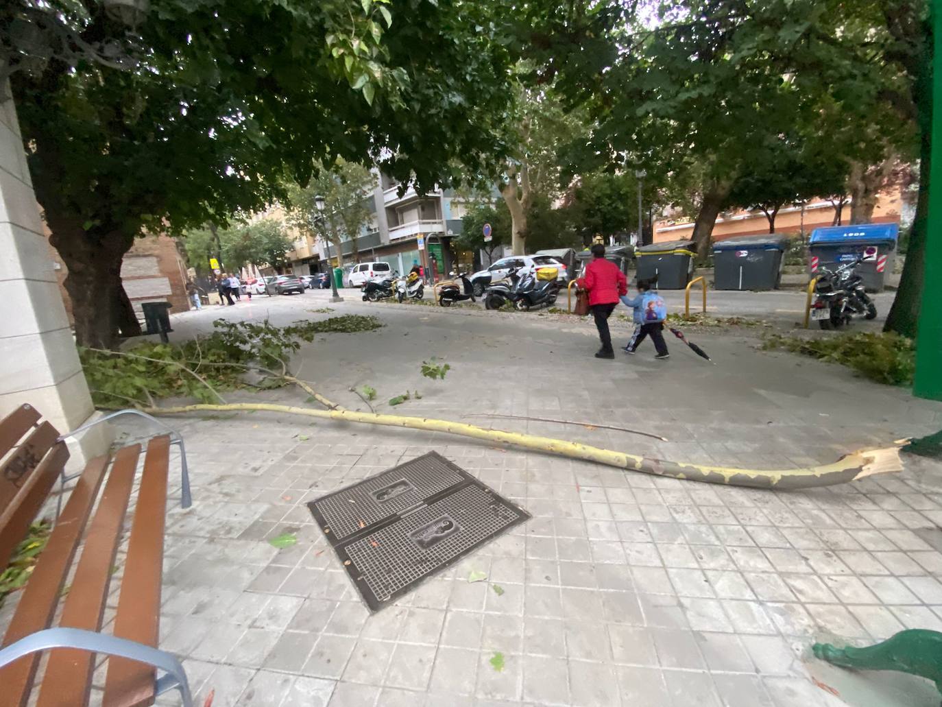 Imagen secundaria 1 - Árboles caídos en el callejón del Pretorio y en Ogíjares