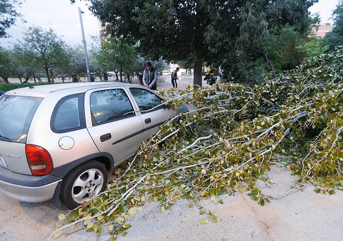 Imagen principal - ¿Por qué se cayeron tantos árboles en Andalucía el domingo?