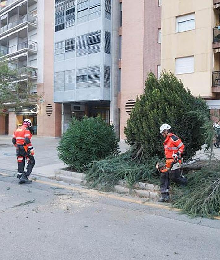 Imagen secundaria 2 - ¿Por qué se cayeron tantos árboles en Andalucía el domingo?