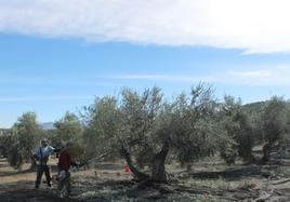 Labores de recolección en la campaña de aceite temprano en Sierra Mágina.