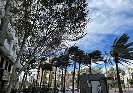 Palmeras se mueven ante los vientos fuertes en Almería.