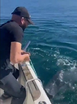 Captura del vídeo en el que liberan al delfín.