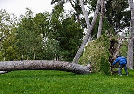 Múltiples árboles cayeron en España por la borrasca Ciarán.