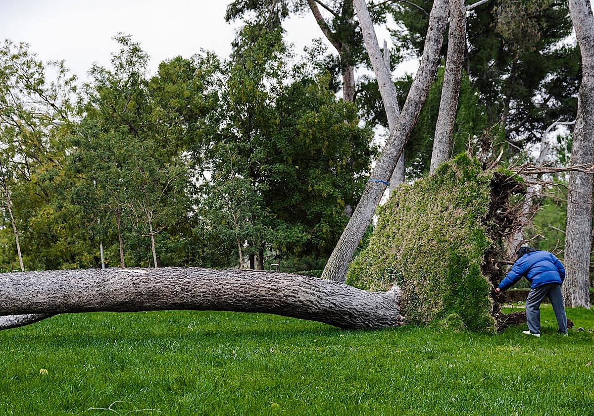 Múltiples árboles cayeron en España por la borrasca Ciarán.