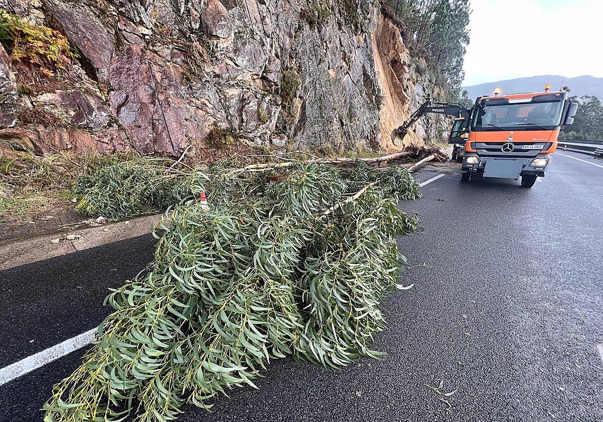 Caída de un árbol por la borrasca Domingos.