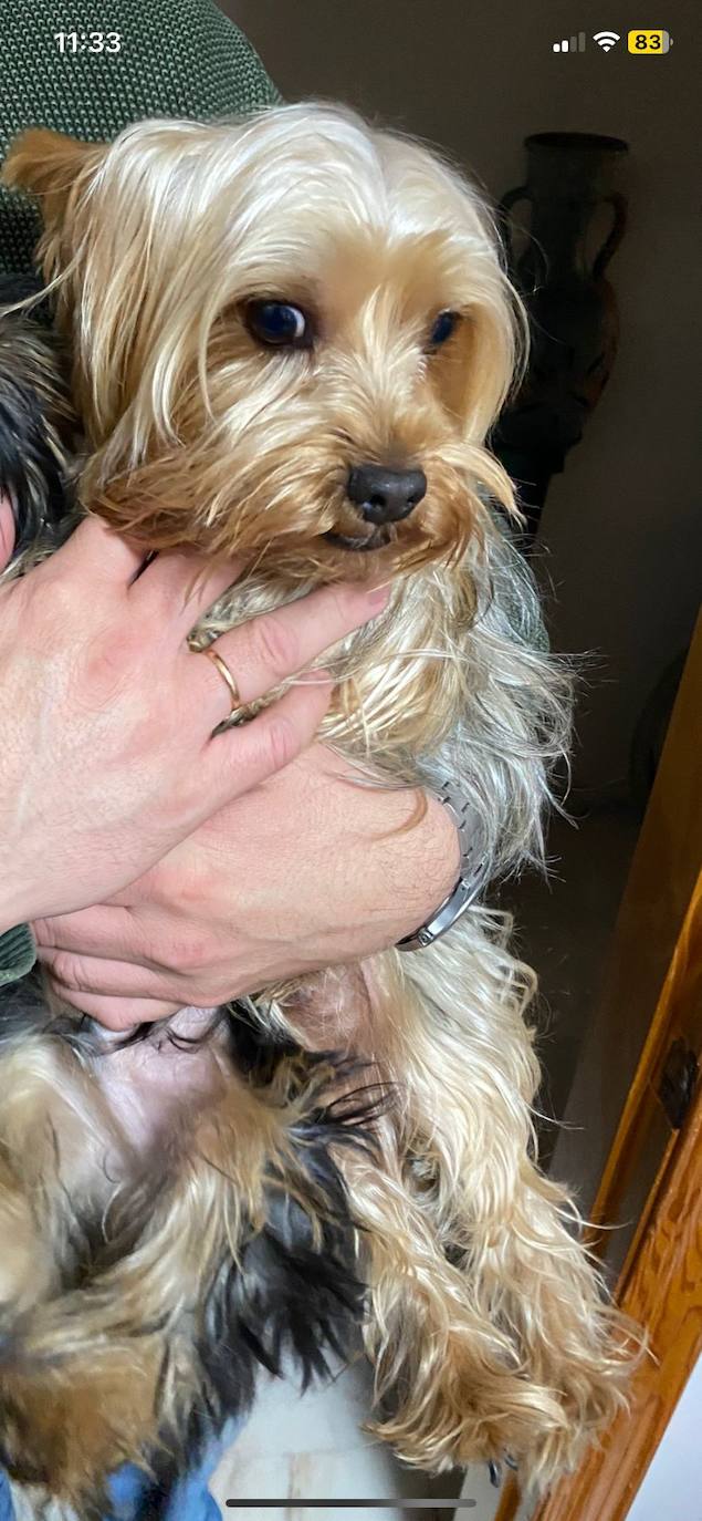 Piden ayuda para encontrar a Bobby, el perro de asistencia de un anciano de Salobreña