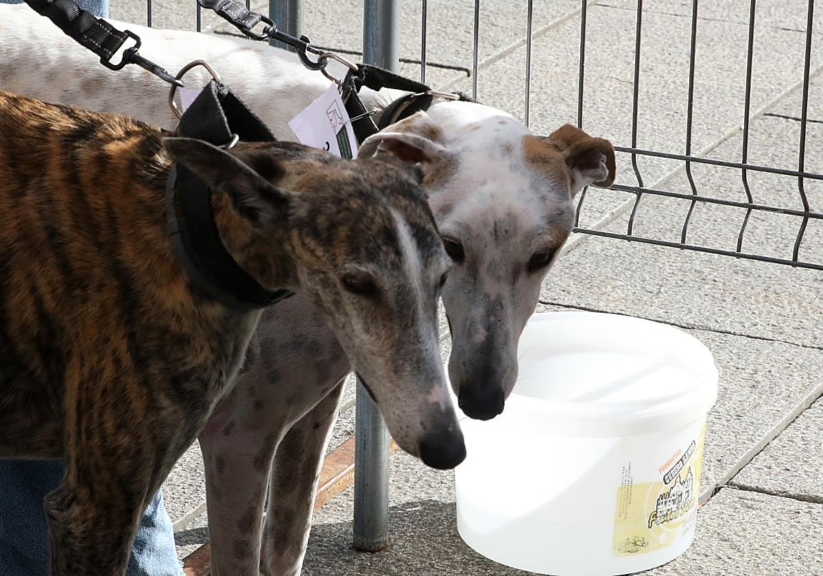 Esta comida está prohibida para mascotas con la nueva Ley de Bienestar Animal