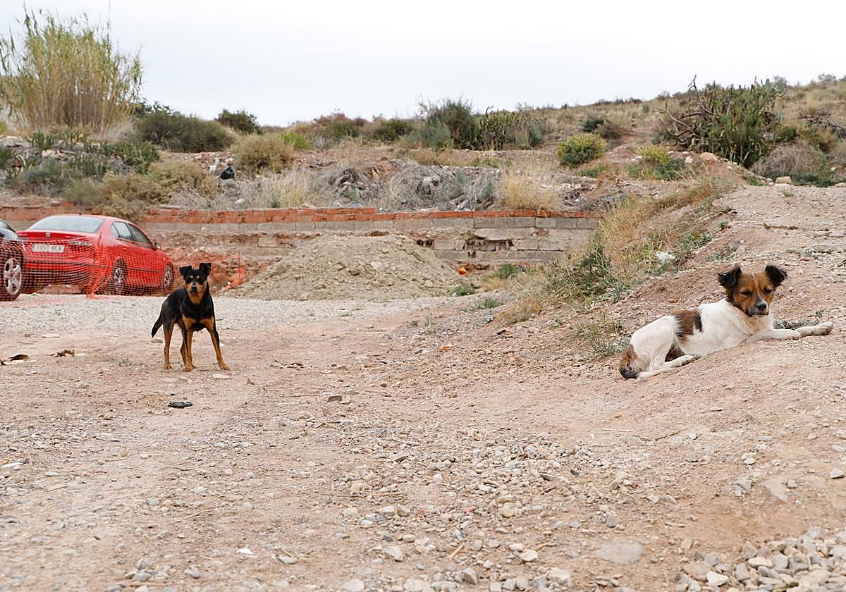 Varios perros abandonados en un descampado.