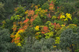 Los acer opalus granetense forman una explosión de colores en otoño que van del verde al amarillo.