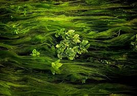 'Be water again', primer premio.