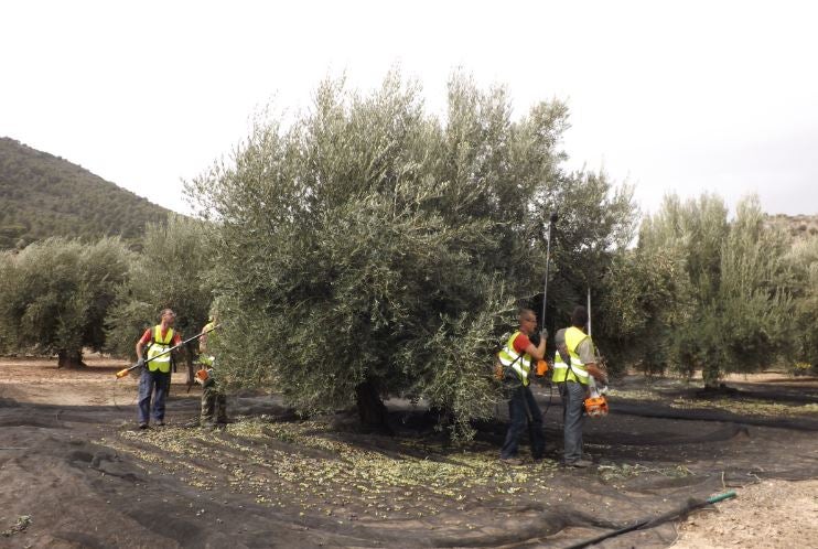 Recolección en Sierra Mágina.