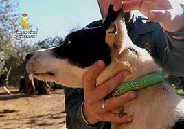 Pacma reconoce una «actuación ejemplar» de la Guardia Civil tras investigar a 58 rehaleros por mutilar orejas y rabos a 1.111 perros